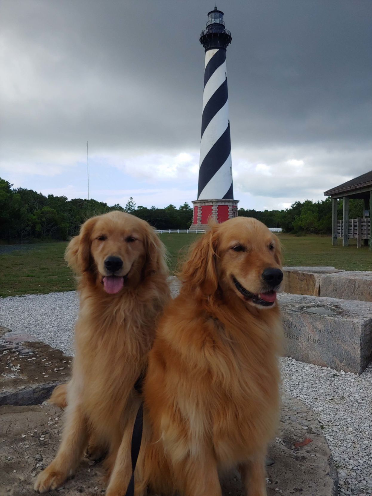 Dogs on vacation